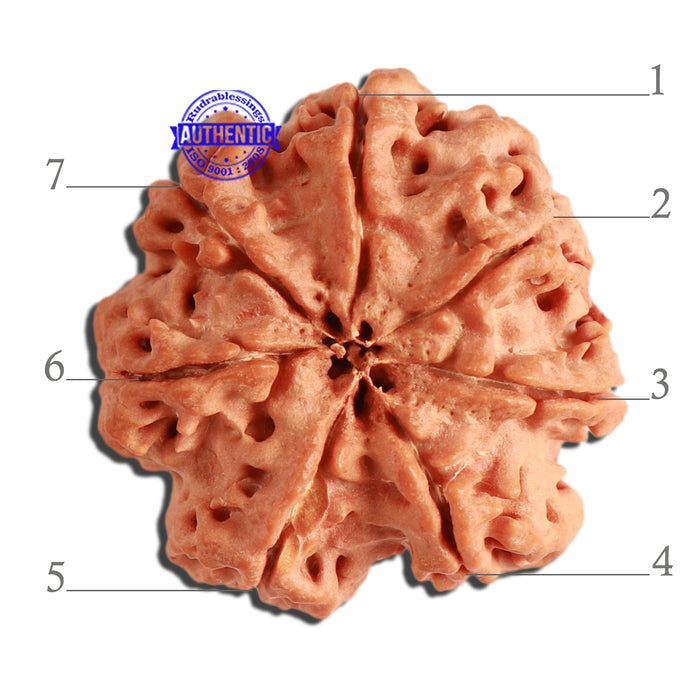 7 Mukhi Nepalese Rudraksha - Bead No. 367