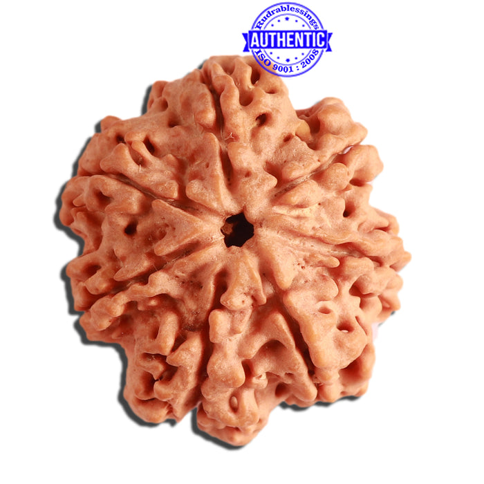 7 Mukhi Nepalese Rudraksha - Bead No. 368