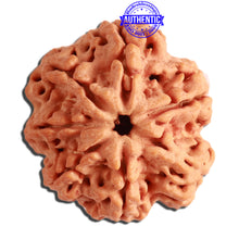 Load image into Gallery viewer, 7 Mukhi Nepalese Rudraksha - Bead No. 369
