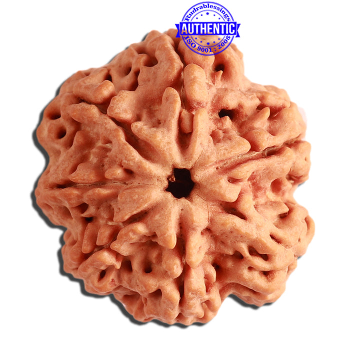 7 Mukhi Nepalese Rudraksha - Bead No. 369