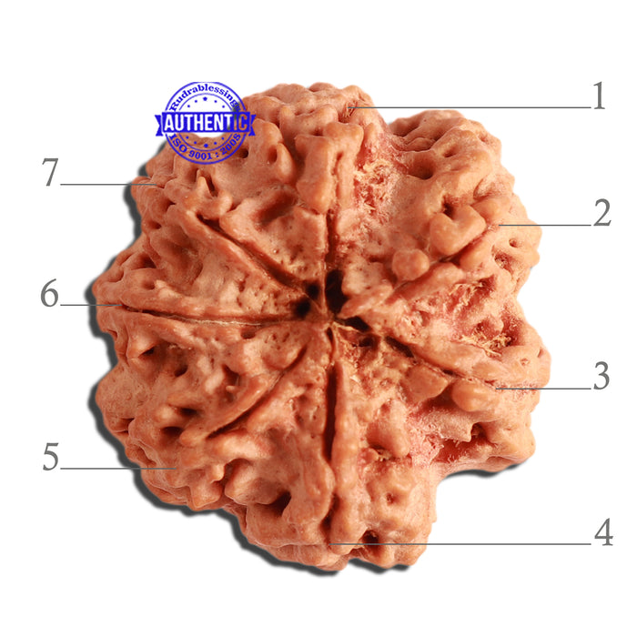 7 Mukhi Nepalese Rudraksha - Bead No. 369