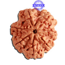 Load image into Gallery viewer, 7 Mukhi Nepalese Rudraksha - Bead No. 370
