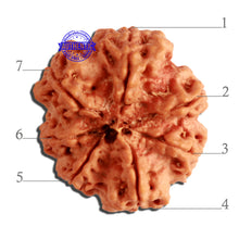Load image into Gallery viewer, 7 Mukhi Nepalese Rudraksha - Bead No. 370
