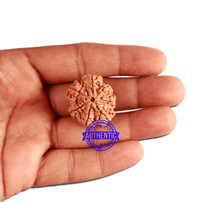 7 Mukhi Nepalese Rudraksha - Bead No. 370