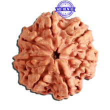 Load image into Gallery viewer, 7 Mukhi Nepalese Rudraksha - Bead No. 371
