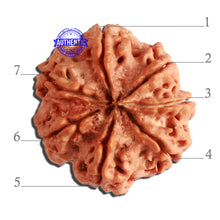 Load image into Gallery viewer, 7 Mukhi Nepalese Rudraksha - Bead No. 371
