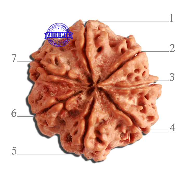 7 Mukhi Nepalese Rudraksha - Bead No. 371