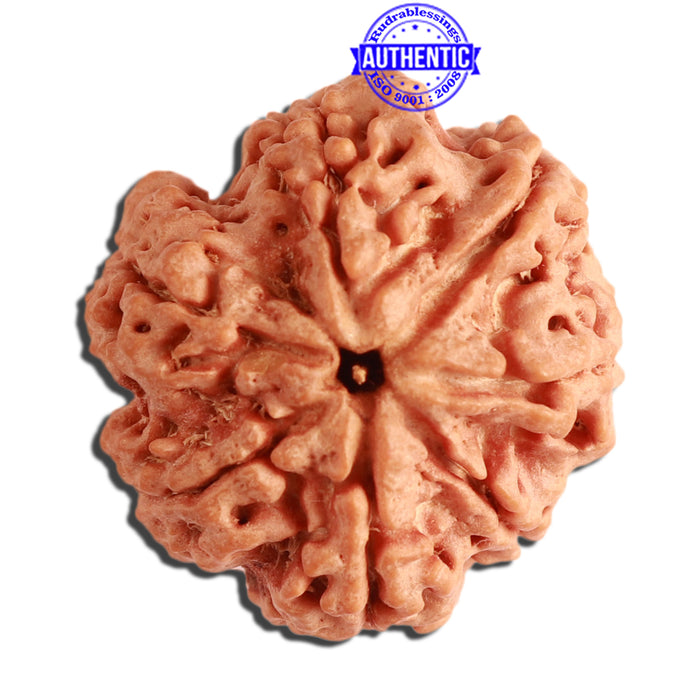 7 Mukhi Nepalese Rudraksha - Bead No. 372