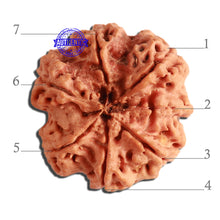 Load image into Gallery viewer, 7 Mukhi Nepalese Rudraksha - Bead No. 372
