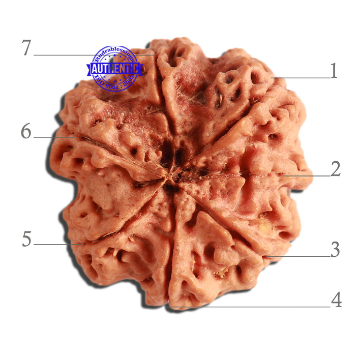 7 Mukhi Nepalese Rudraksha - Bead No. 372