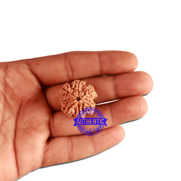 7 Mukhi Nepalese Rudraksha - Bead No. 372