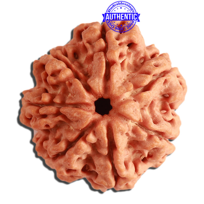 7 Mukhi Nepalese Rudraksha - Bead No. 373