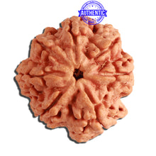 Load image into Gallery viewer, 7 Mukhi Nepalese Rudraksha - Bead No. 374
