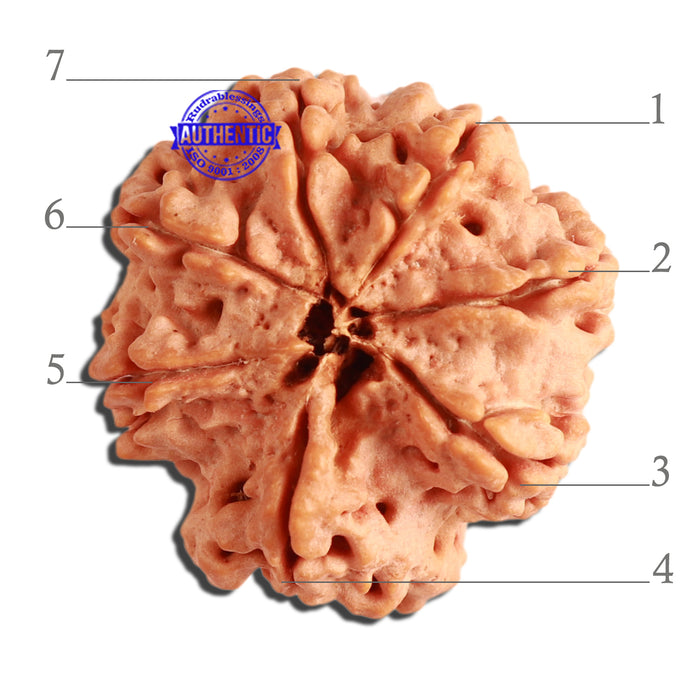 7 Mukhi Nepalese Rudraksha - Bead No. 374