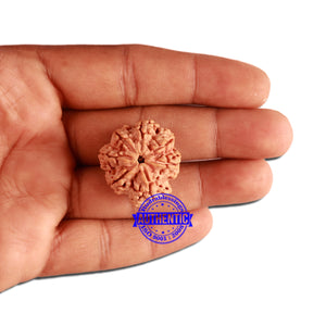 7 Mukhi Nepalese Rudraksha - Bead No. 374