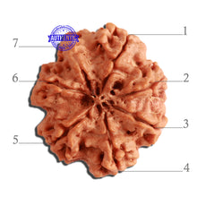 Load image into Gallery viewer, 7 Mukhi Nepalese Rudraksha - Bead No. 375
