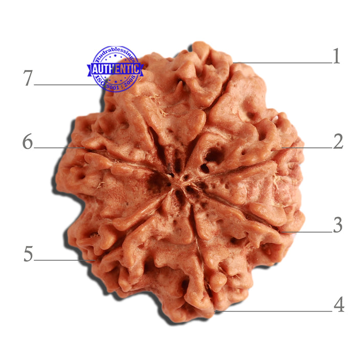 7 Mukhi Nepalese Rudraksha - Bead No. 375