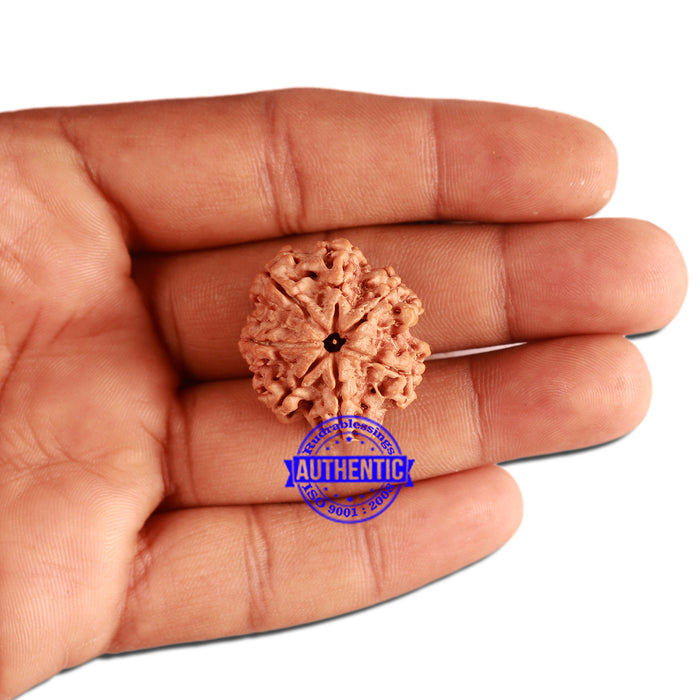 7 Mukhi Nepalese Rudraksha - Bead No. 375