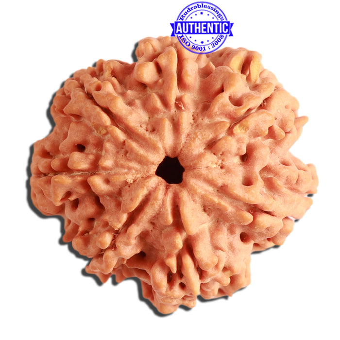 7 Mukhi Nepalese Rudraksha - Bead No. 376