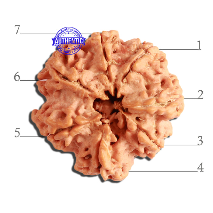 7 Mukhi Nepalese Rudraksha - Bead No. 376