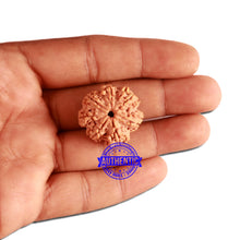 Load image into Gallery viewer, 7 Mukhi Nepalese Rudraksha - Bead No. 376
