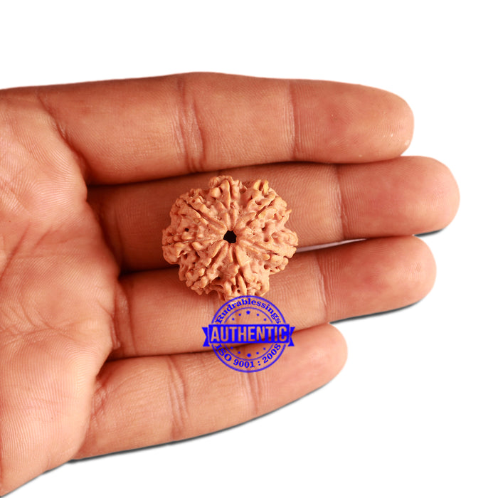 7 Mukhi Nepalese Rudraksha - Bead No. 376