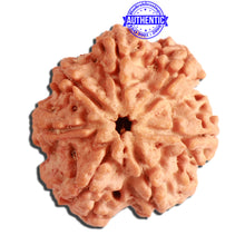 Load image into Gallery viewer, 7 Mukhi Nepalese Rudraksha - Bead No. 377
