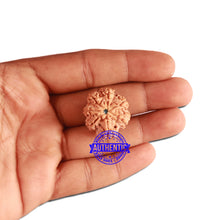 Load image into Gallery viewer, 7 Mukhi Nepalese Rudraksha - Bead No. 377
