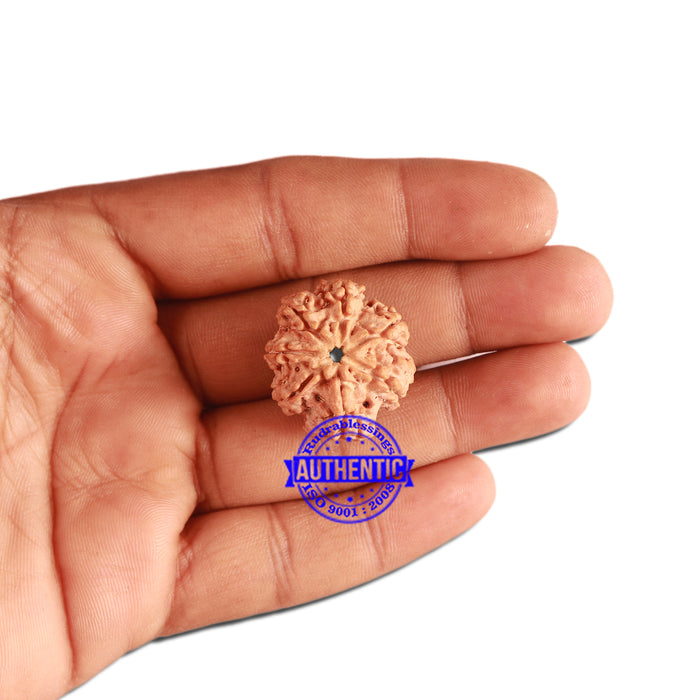 7 Mukhi Nepalese Rudraksha - Bead No. 377