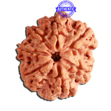 Load image into Gallery viewer, 7 Mukhi Nepalese Rudraksha - Bead No. 378
