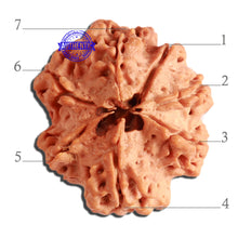 Load image into Gallery viewer, 7 Mukhi Nepalese Rudraksha - Bead No. 378
