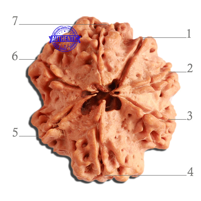 7 Mukhi Nepalese Rudraksha - Bead No. 378