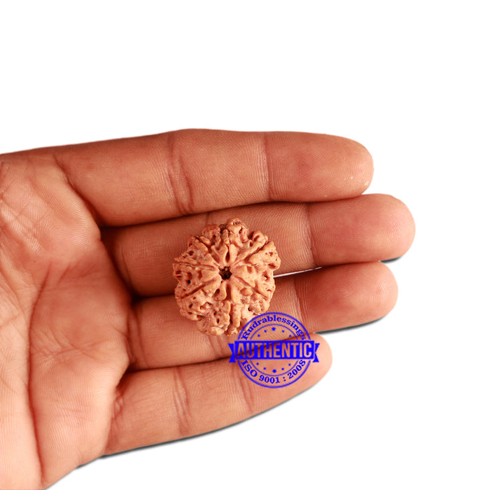 7 Mukhi Nepalese Rudraksha - Bead No. 378