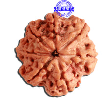 Load image into Gallery viewer, 7 Mukhi Nepalese Rudraksha - Bead No. 379
