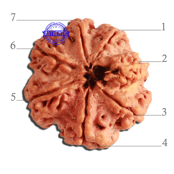 7 Mukhi Nepalese Rudraksha - Bead No. 379