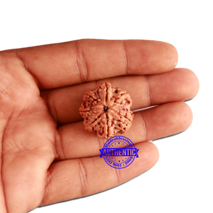 7 Mukhi Nepalese Rudraksha - Bead No. 379