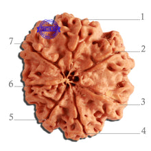 Load image into Gallery viewer, 7 Mukhi Nepalese Rudraksha - Bead No. 380
