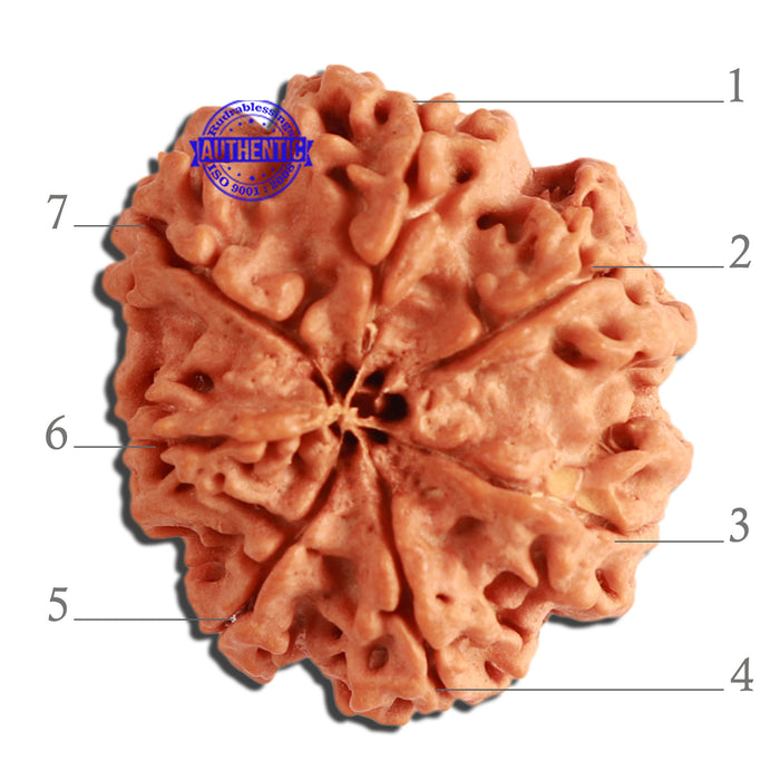 7 Mukhi Nepalese Rudraksha - Bead No. 380