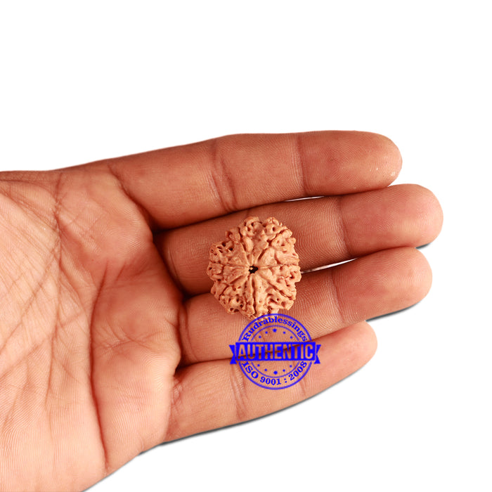7 Mukhi Nepalese Rudraksha - Bead No. 380