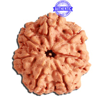 Load image into Gallery viewer, 7 Mukhi Nepalese Rudraksha - Bead No. 381
