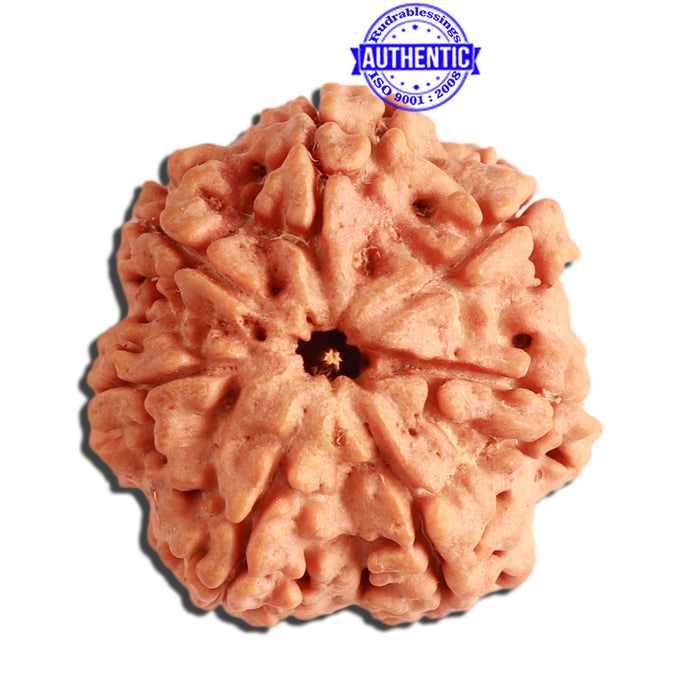 7 Mukhi Nepalese Rudraksha - Bead No. 381