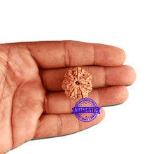 Load image into Gallery viewer, 7 Mukhi Nepalese Rudraksha - Bead No. 381
