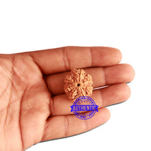 Load image into Gallery viewer, 7 Mukhi Nepalese Rudraksha - Bead No. 382

