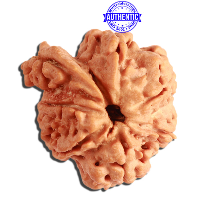 7 Mukhi Nepalese Ganesha Rudraksha - Bead No. 383