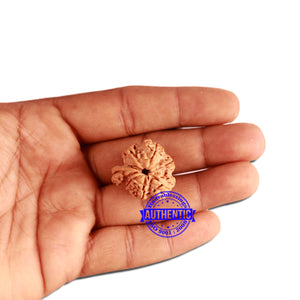 7 Mukhi Nepalese Ganesha Rudraksha - Bead No. 383