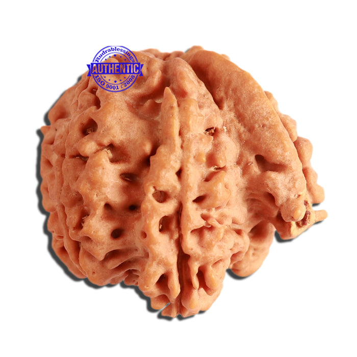 7 Mukhi Nepalese Ganesha Rudraksha - Bead No. 383