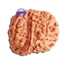 Load image into Gallery viewer, 7 Mukhi Nepalese Ganesha Rudraksha - Bead No. 383
