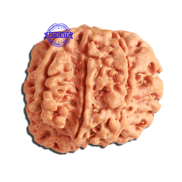 7 Mukhi Nepalese Ganesha Rudraksha - Bead No. 383