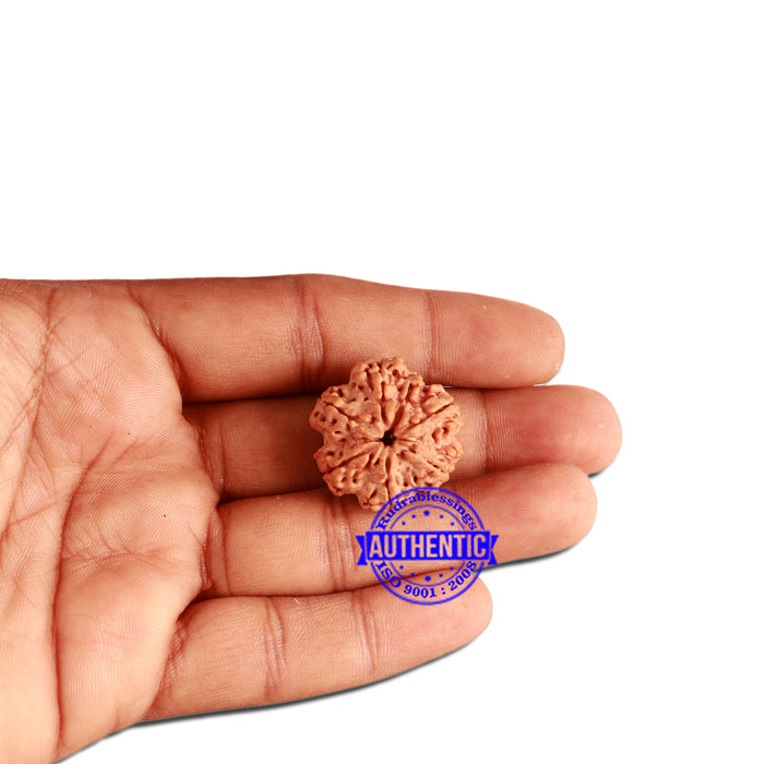 7 Mukhi Nepalese Ganesha Rudraksha - Bead No. 384