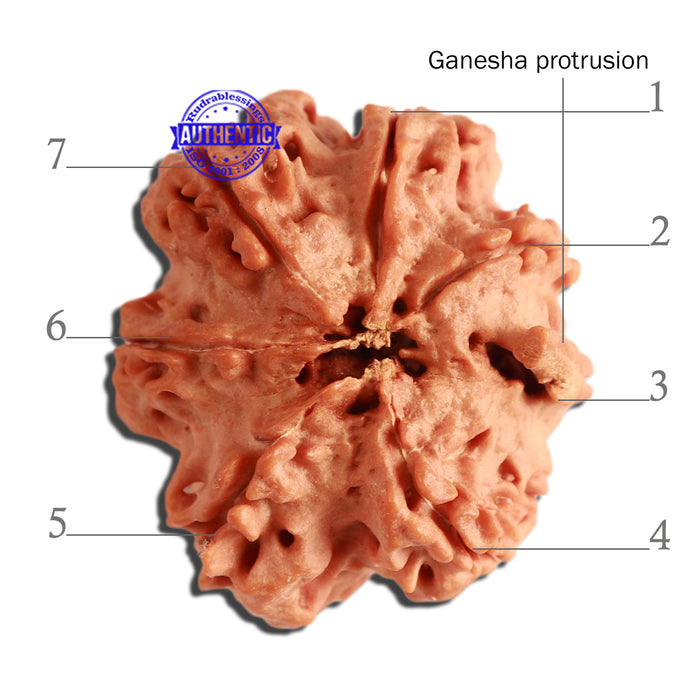 7 Mukhi Nepalese Ganesha Rudraksha - Bead No. 386